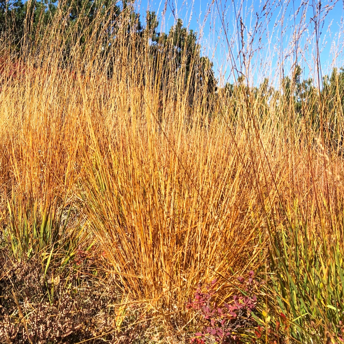 Molinia Caerulea 'Heidebraut'