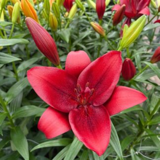 Lilium Calabria - Pack of Five Lily Bulbs