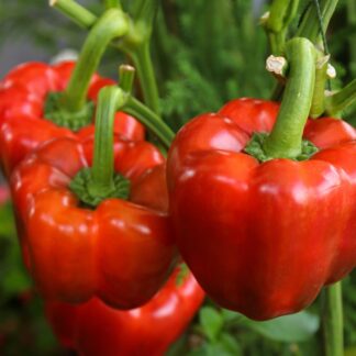 Sweet Pepper California Wonder