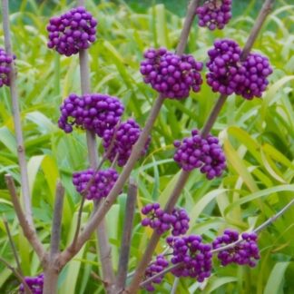 Callicarpa Bodinieri Profusion - Beauty Berry