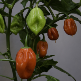 Chilli Pepper Plant 'Habanero Red'