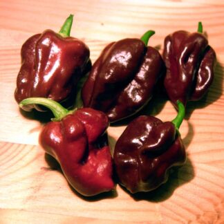 Chilli Pepper Plant 'Habanero Chocolate'