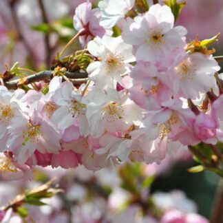 Prunus x Subhirtella 'Autumnalis Rosea' - Winter-Flowering Cherry Tree - 220-250cm Tall