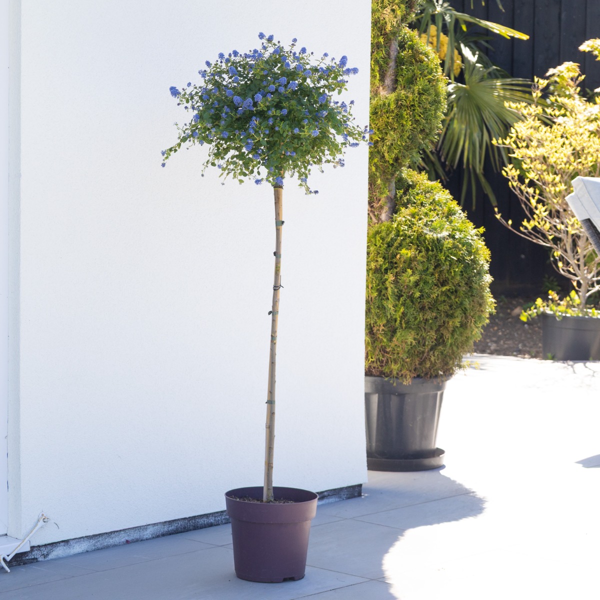 Ceanothus Thyrsiflorus Repens - Californian Lilac Tree - Circa 140-160cm