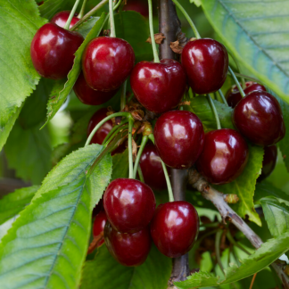Cherry Tree - Celeste Patio (Gisela 5) - 150-170cm Tall