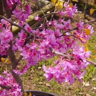 Cercis Canadensis The Rising Sun - North American Redbud Tree