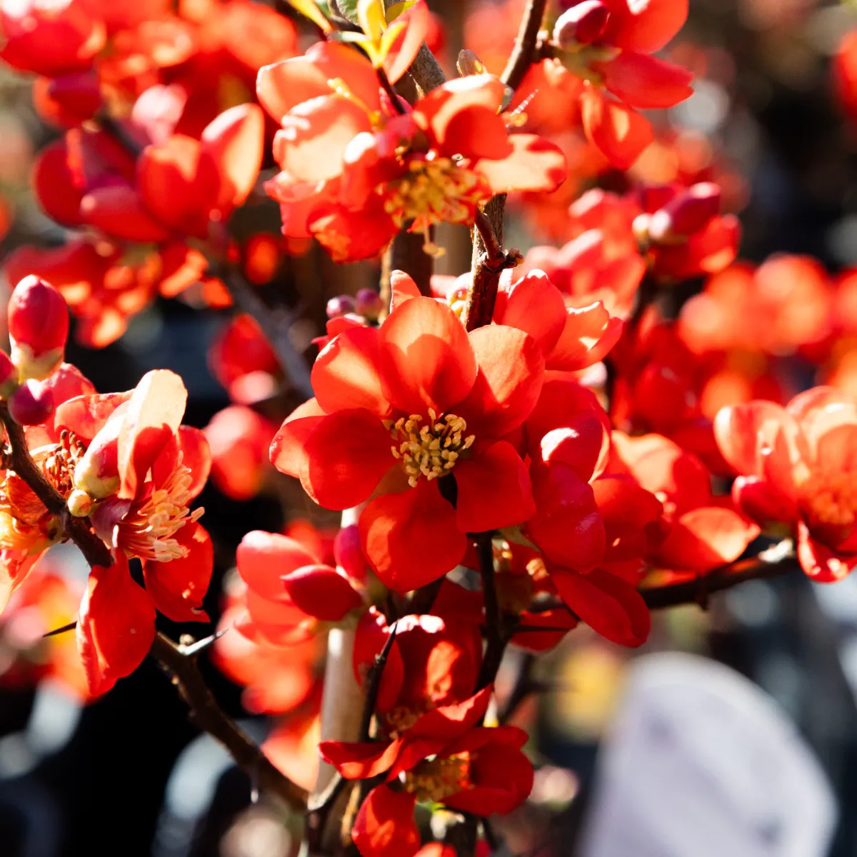 Chaenomeles x Superba Clementine - Flowering Quince
