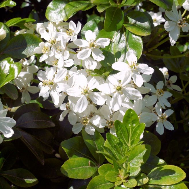 Choisya Ternata Walberton's Moonshine