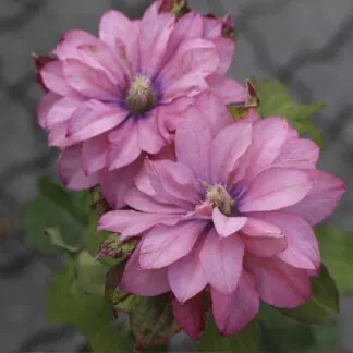 Clematis Pink Passion