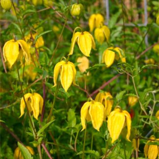 Clematis Tangutica Lambton Park