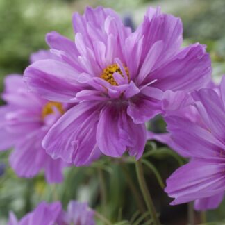 Cosmos Bipinnatus Double Click Fizzy Pink Dark Centre