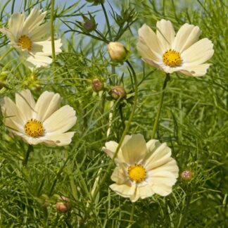 Cosmos Bipinnatus Kiiro