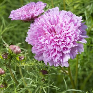 Cosmos Bipinnatus Double Dutch Rose