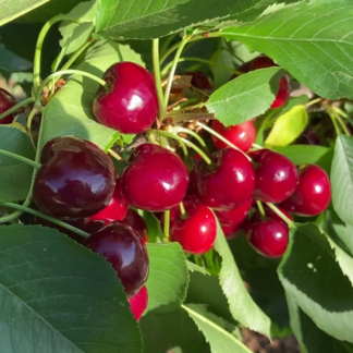 Cherry Tree - Sweetheart Bush (Colt) - 150-170cm Tall