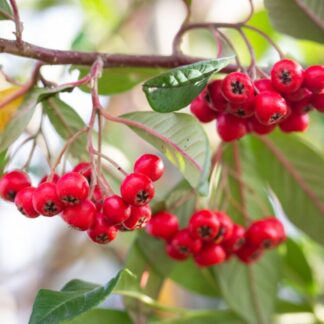 Cotoneaster Frigidus 'Cornubia' - Evergreen Cotoneaster Tree - Circa 220-250cm Tall