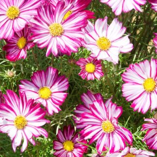 Cosmos Bipinnatus Dwarf Purple Picotee