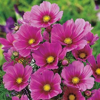 Cosmos Bipinnatus Versailles Pink