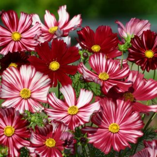 Cosmos Bipinnatus Velouette