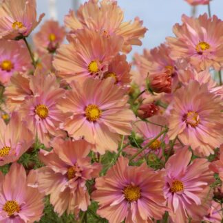 Cosmos Bipinnatus Apricotta