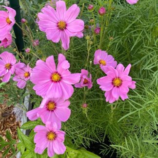 Cosmos Bipinnatus Candyfloss Pink Sunrise
