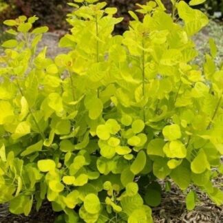 Cotinus Coggygria Golden Spirit - Smoke Bush