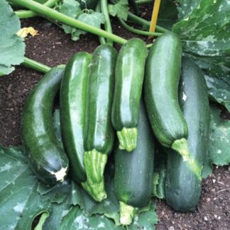 Courgette Plant 'Ambassador'