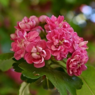 Crataegus x Media 'Punicea Flore Pleno' - Double Pink Hawthorn - Circa 2m Tall