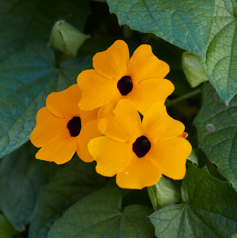 Thunbergia Alata Orange