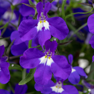 Lobelia Erinus Riviera Blue Eyes