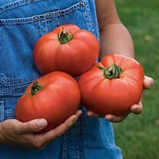 Tomato Plant 'Knockout'