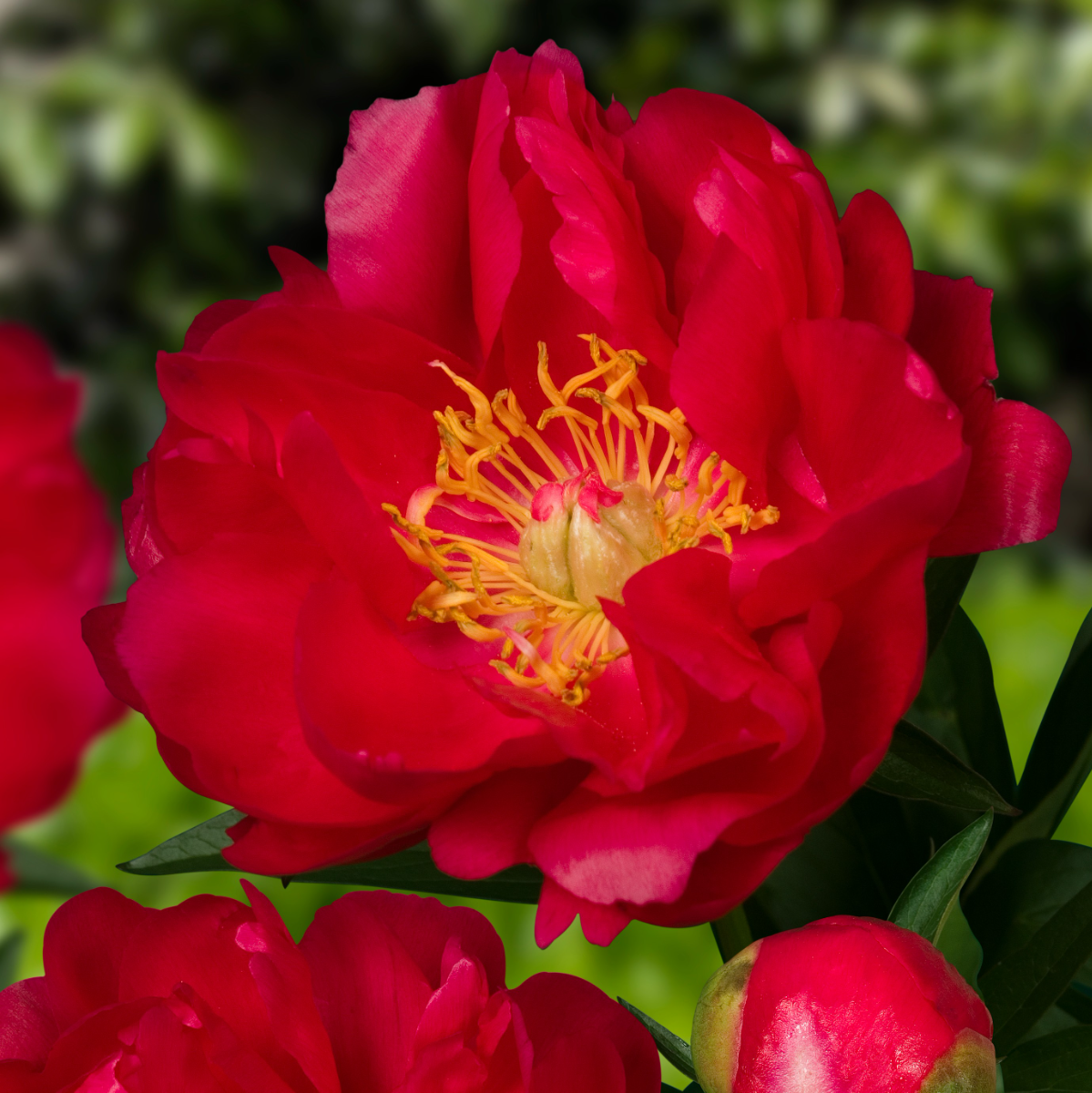 Paeonia Ellen Cowley - Peony