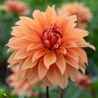 Dahlia Babylon Brons