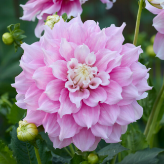 Dahlia Gitt's Perfection