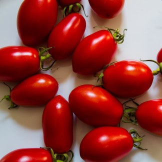 Tomato Plant 'San Marzano'