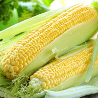 Sweetcorn Plant 'Earlibird'