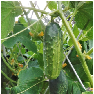 Cucumber Plant Marketmore