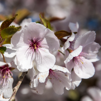 Prunus The Bride - Cherry Blossom Tree - Circa 2m Tall