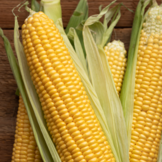 Sweetcorn Plant 'Incredible'