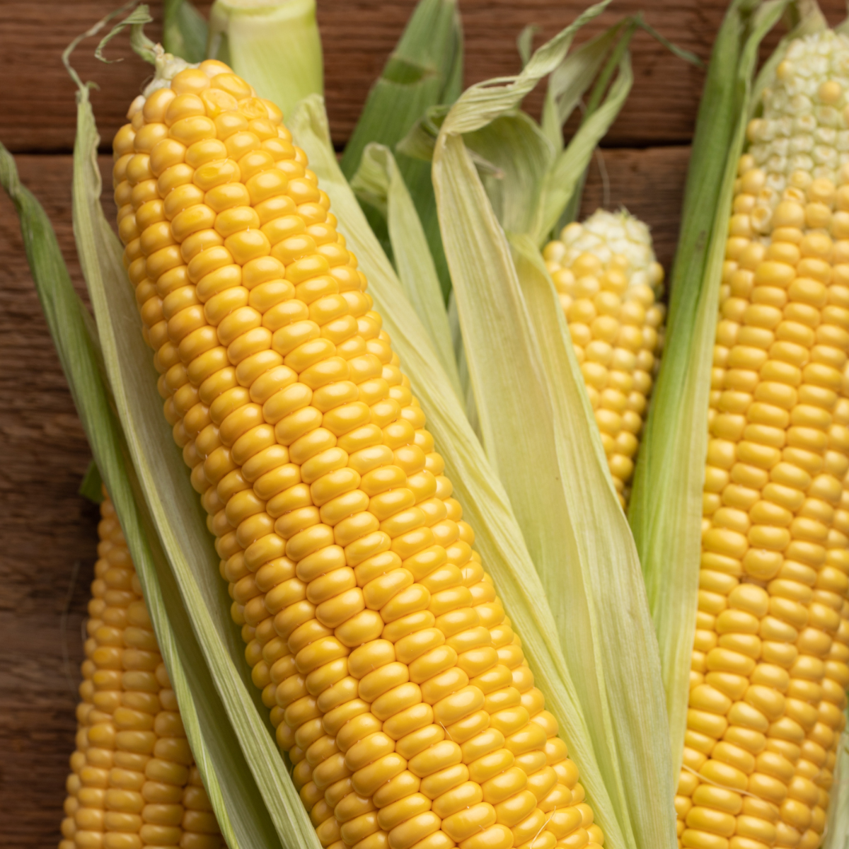 Sweetcorn Plant 'Incredible'