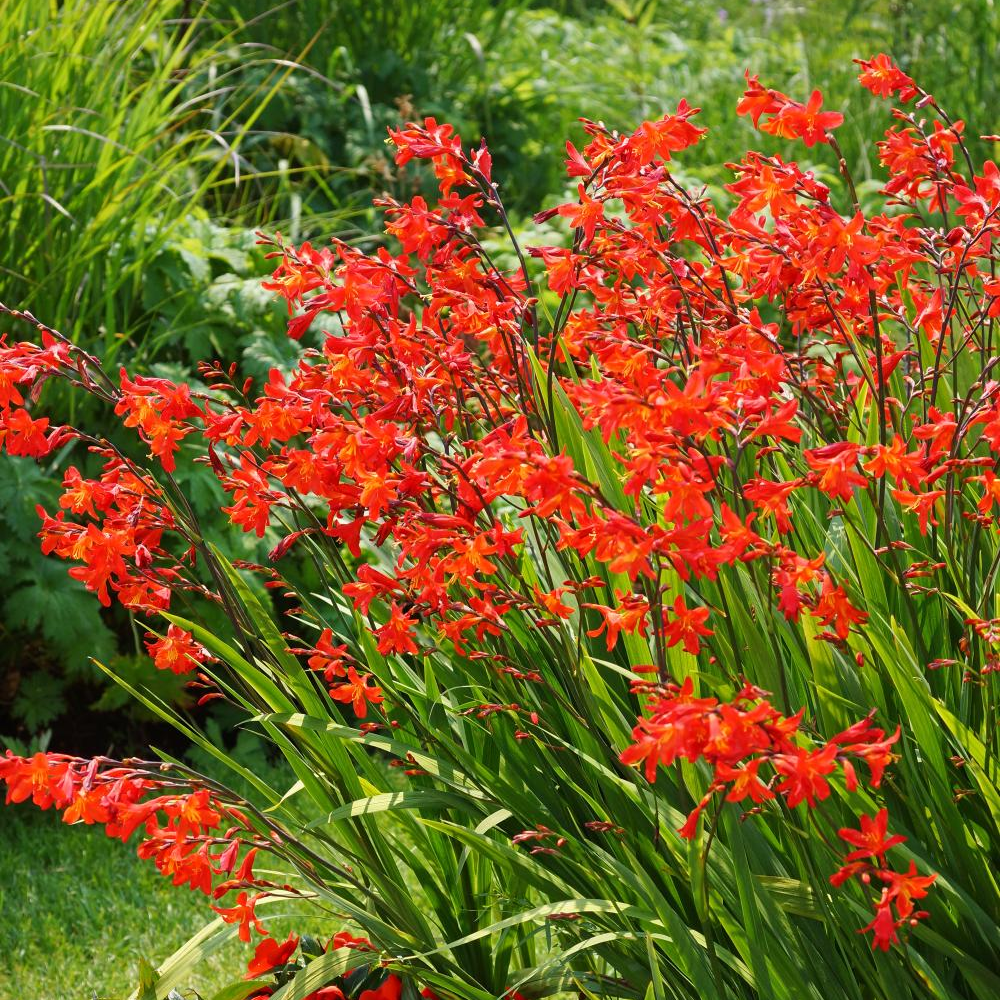 Crocosmia Red King