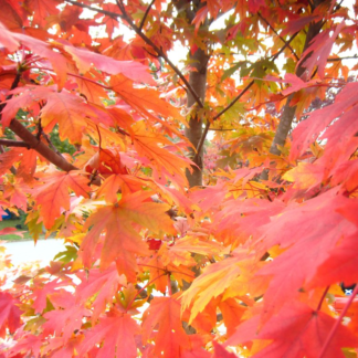 Acer Rubrum 'October Glory' - Red Maple - Circa 2m Tall