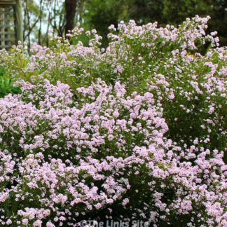 Diosma Hirsuta 'Pink Fountain'