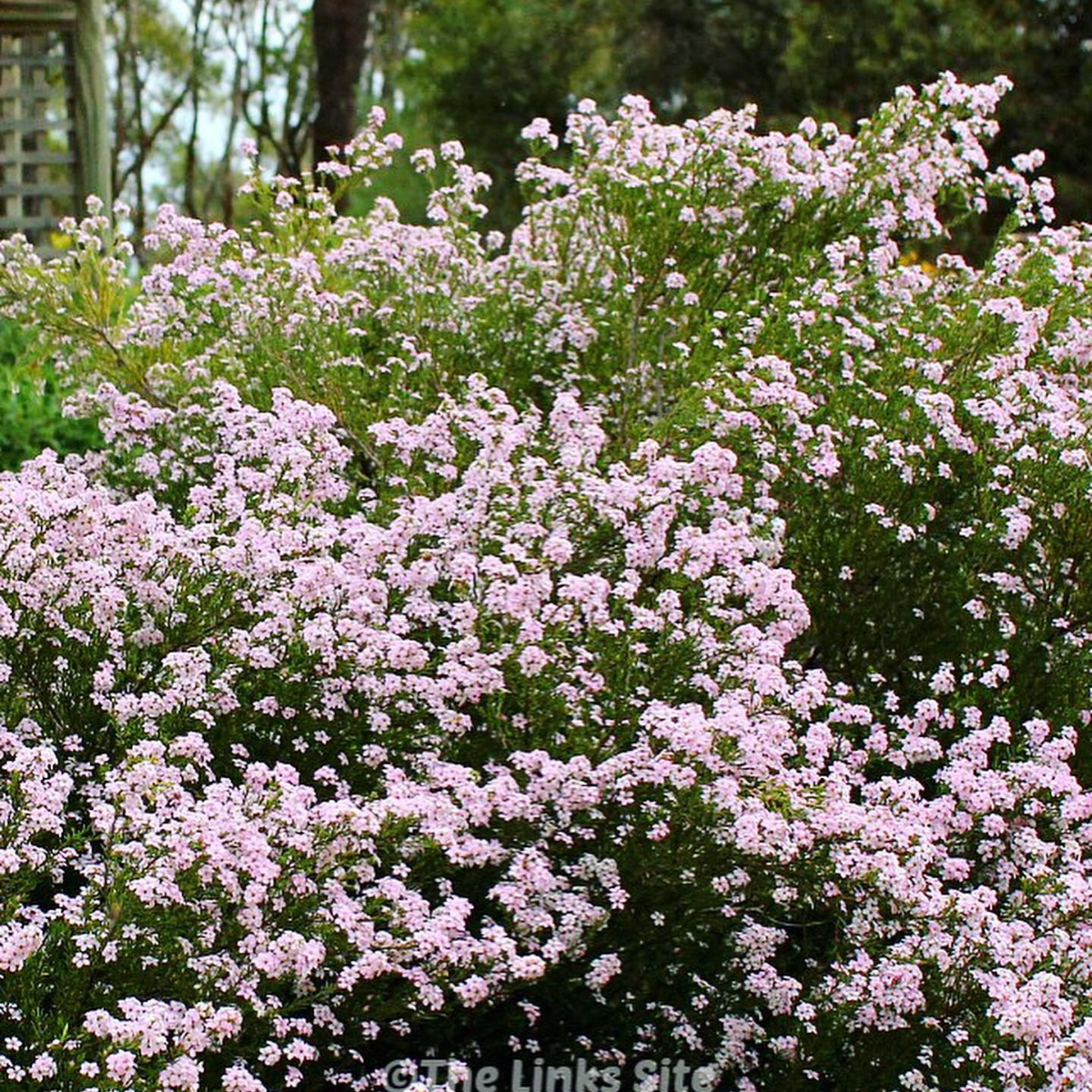 Diosma Hirsuta 'Pink Fountain'