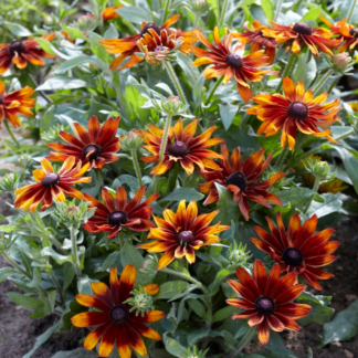 Rudbeckia Hirta 'Cappuccino'