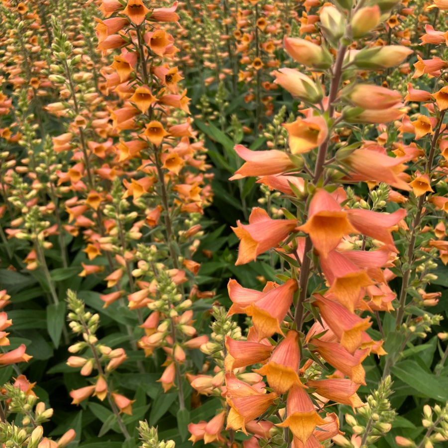Digitalis ‘firecracker’ - Orange Foxglove