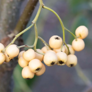 Cotoneaster Salicifolius 'Exburiensis' - Cotoneaster Tree - Circa 2m Tall