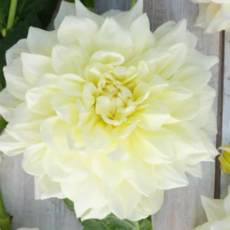 Dahlia Ice Breaker