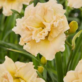 Hemerocallis Schnickel Fritz - Day Lily