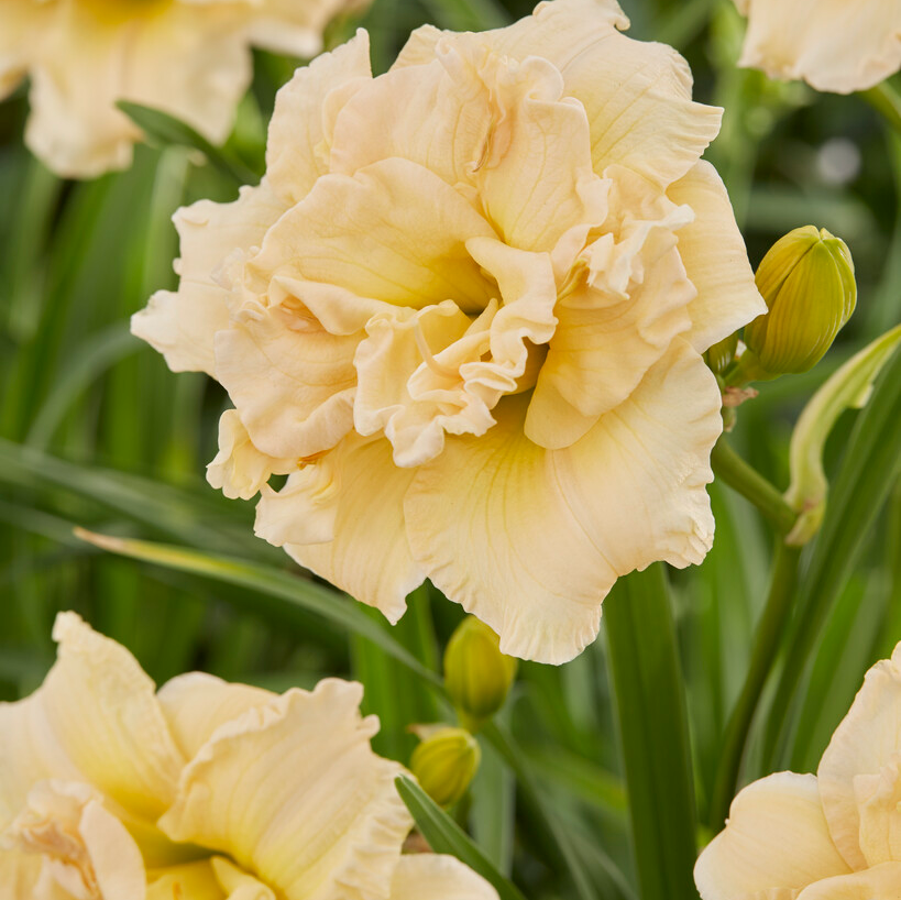 Hemerocallis Schnickel Fritz - Day Lily