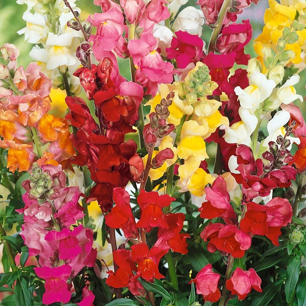 Snapdragon - Antirrhinum - Tall Cutting Blend